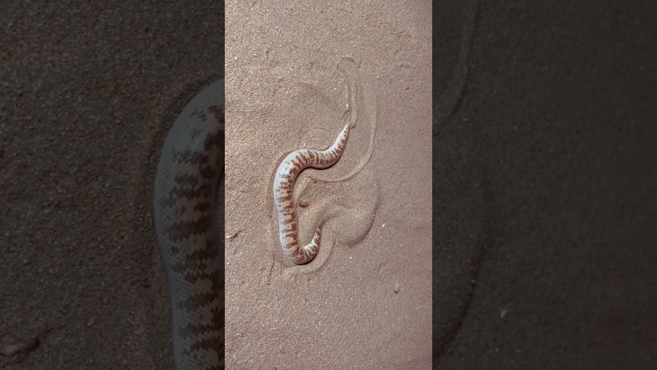 Sand boa #snake #herping #macro #macrophotography #uae #photography #desert #wild