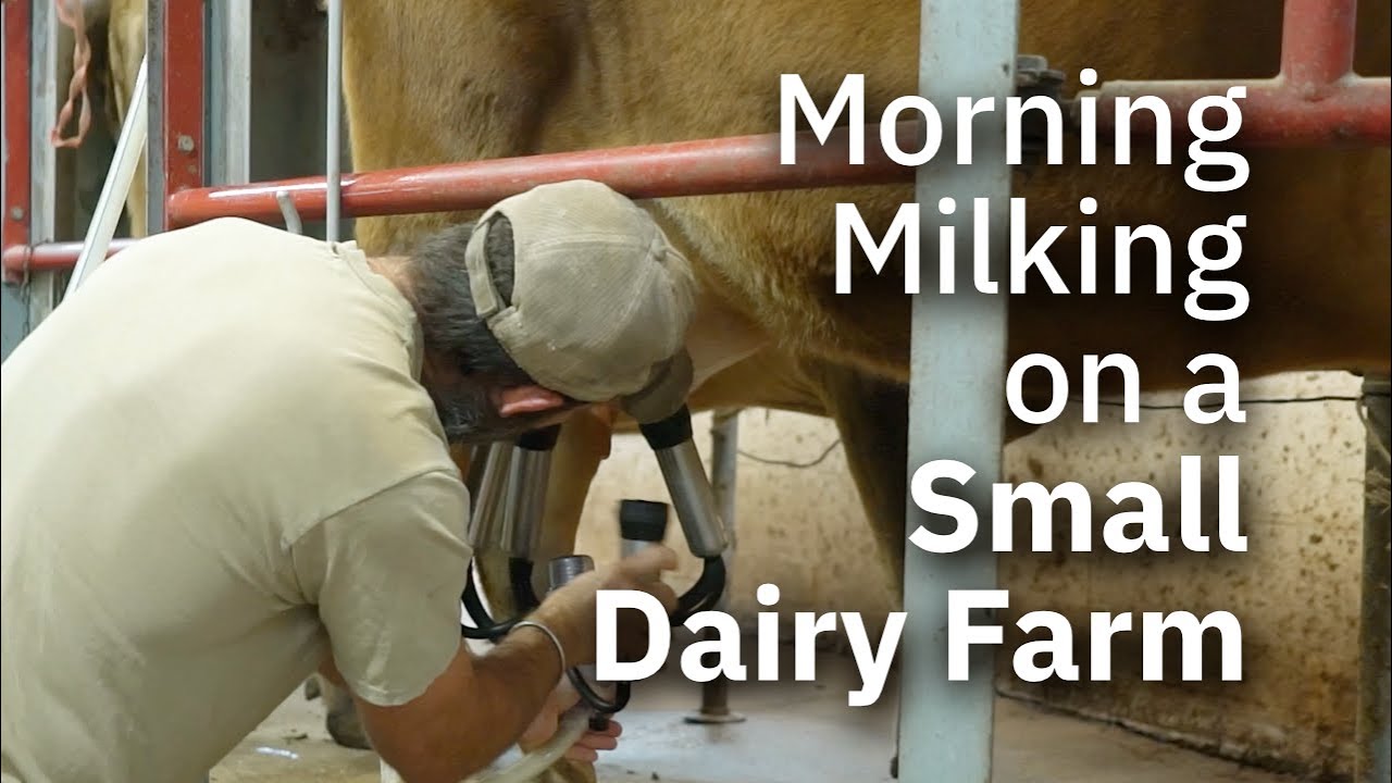 Morning Milking at Milk and Honey Hill Farm - Full Length