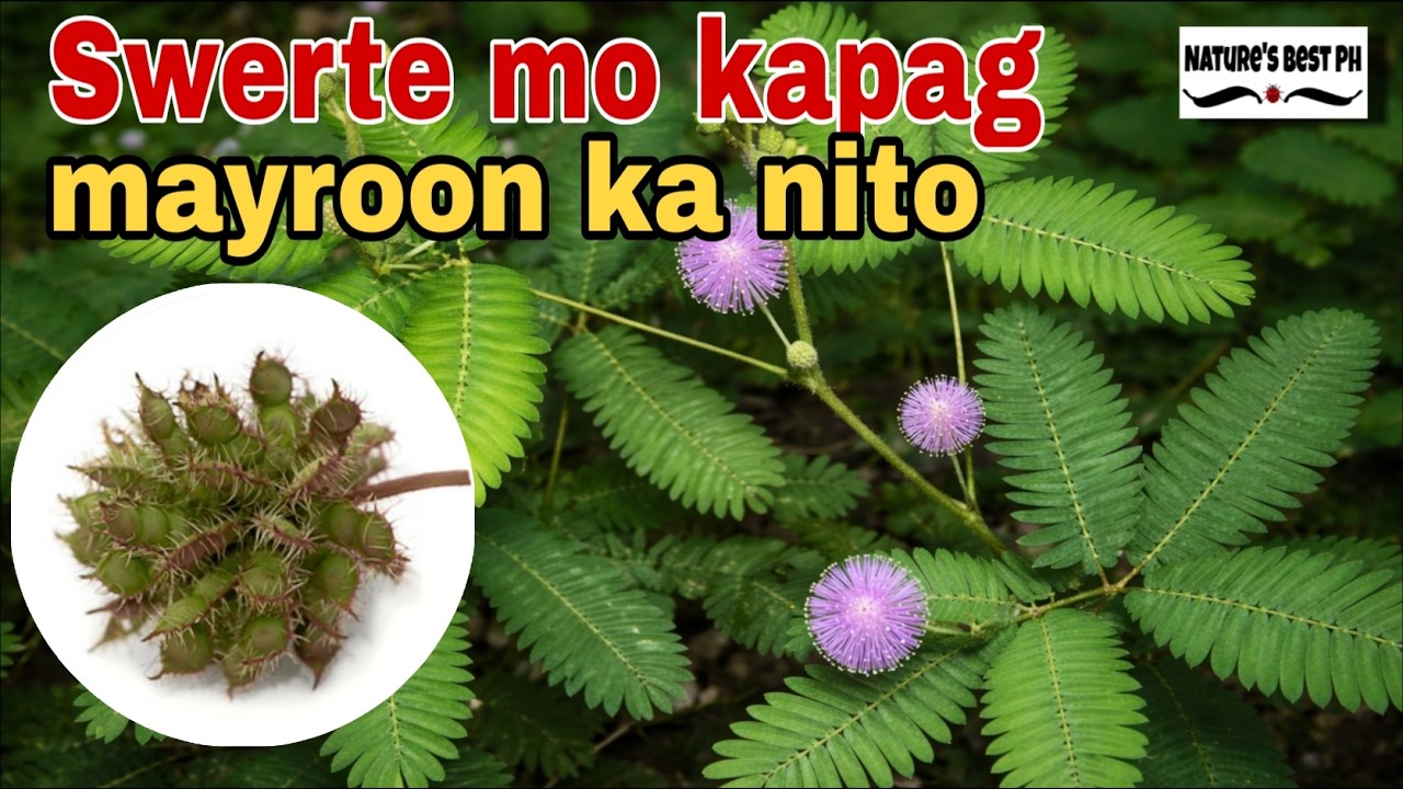 10 Ligaw na halamang gamot at ang benepisyo nito sa ating kalusugan PART 2 | Nature's Best Ph