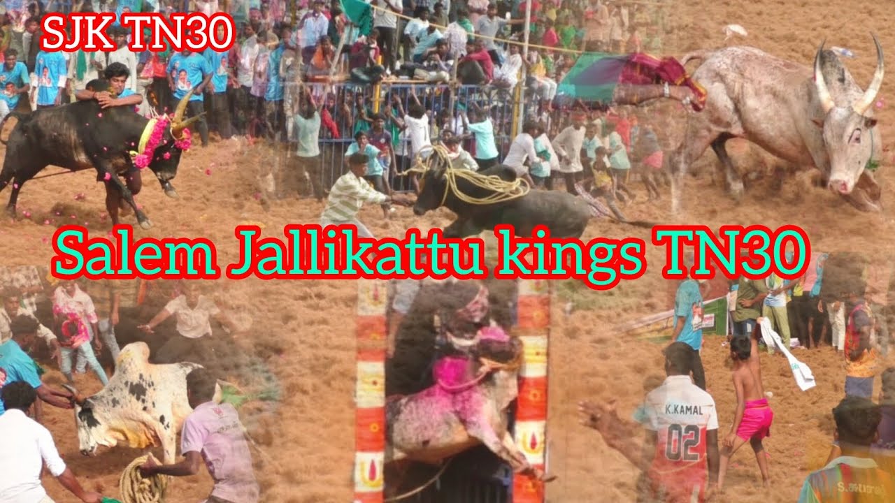 நாமக்கல் மாவட்டம் சாலப்பாளையம் ஜல்லிக்கட்டு 4 பேட்ச்#jallikattu #1k #cow #comedy #love #like #horse😈