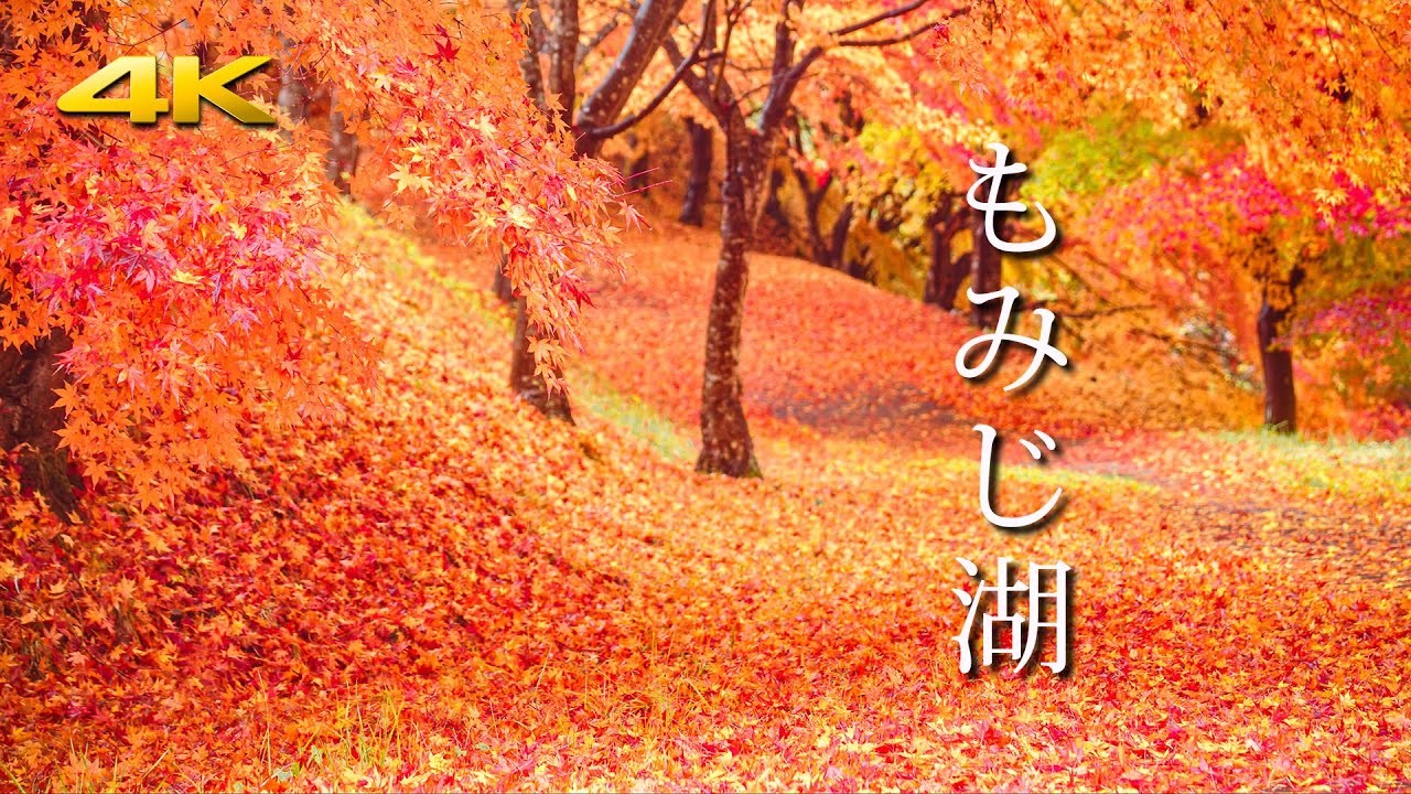 10000本のモミジで彩られた圧巻の紅葉 もみじ湖(箕輪ダム) - Colorful Maple Leaves at Lake Momiji - (BMPCC6K)