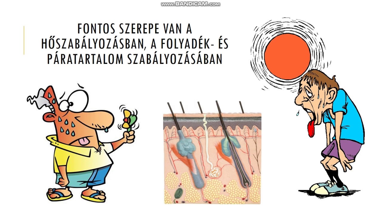 A bőr felépítése