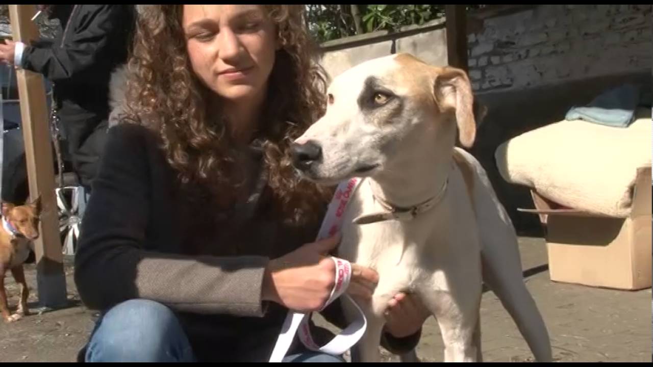 Galgos Rescue Belgium (Le massacre des Galgos) - Court métrage Documentaire