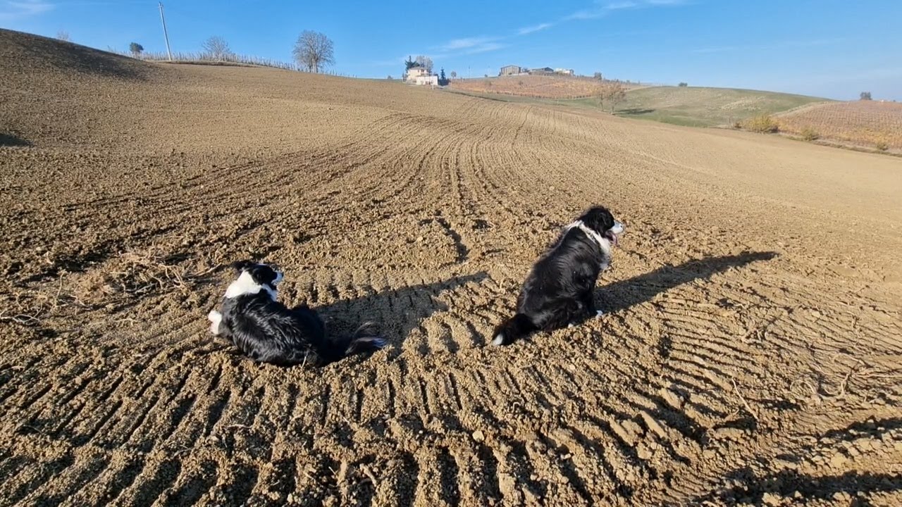 Grano Antico San Pastore: La semina e il lavoro duro nei campi! 👩‍🌾