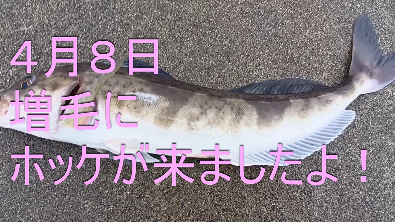 ２０２５年　４月8日増毛にホッケが来たよ！