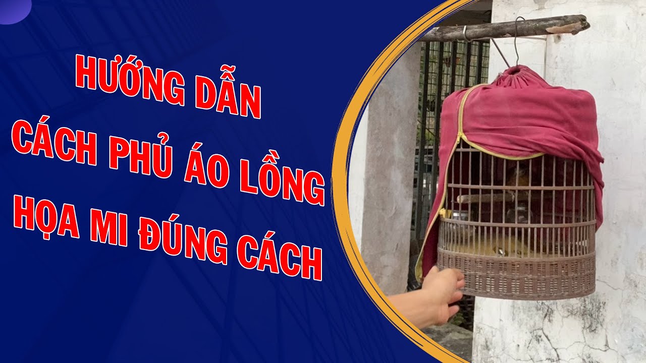 Hướng dẫn cách phủ áo lồng cho chim họa mi đúng cách | Họat Họa Mi