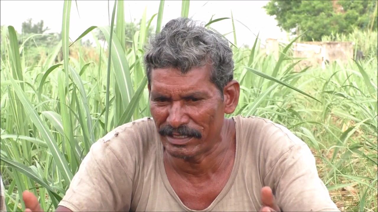 A Success Story - Sugarcane Cultivation in Natural Farming Method