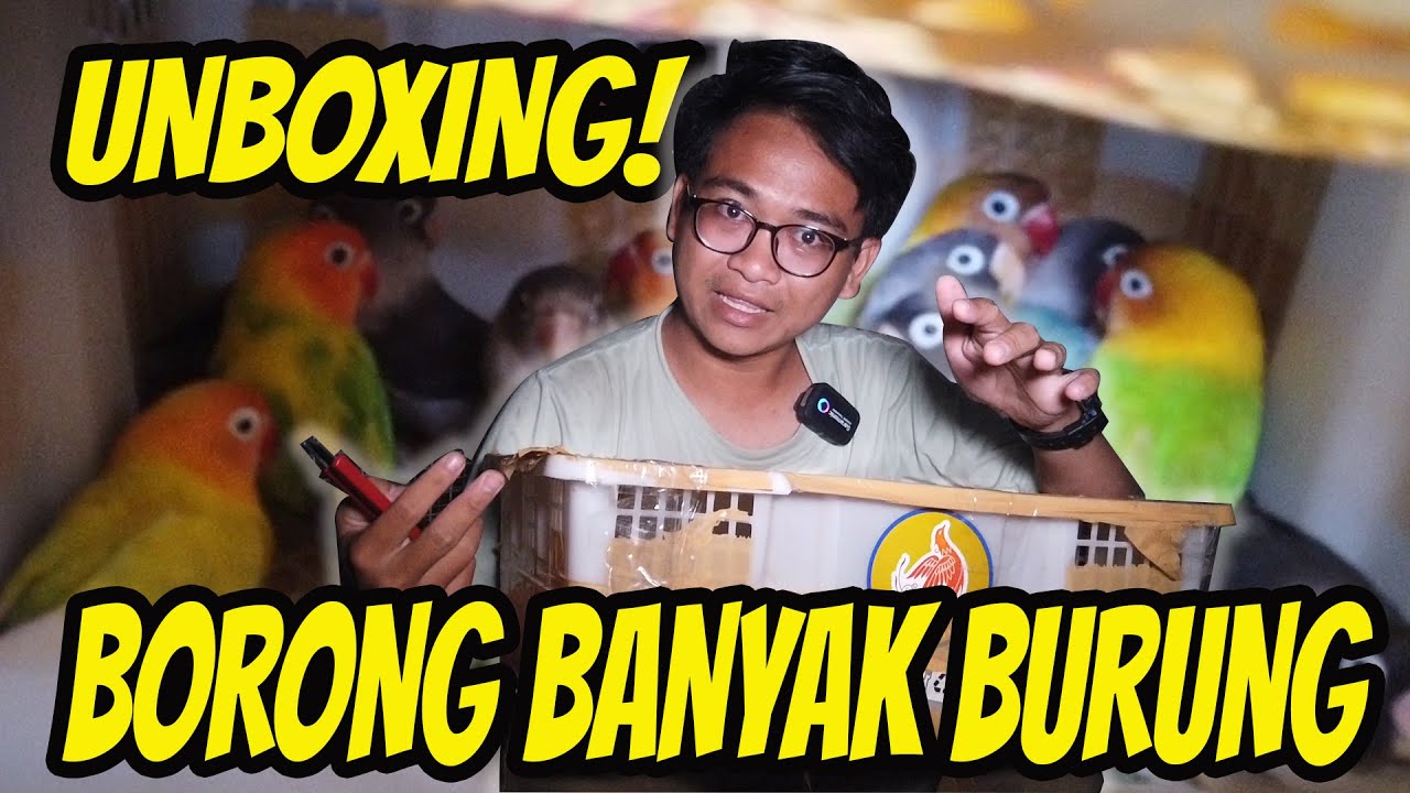 BORONG LOVE BIRD UNTUK AVIARY | MAKIN BANYAK BURUNG DI AVIARY