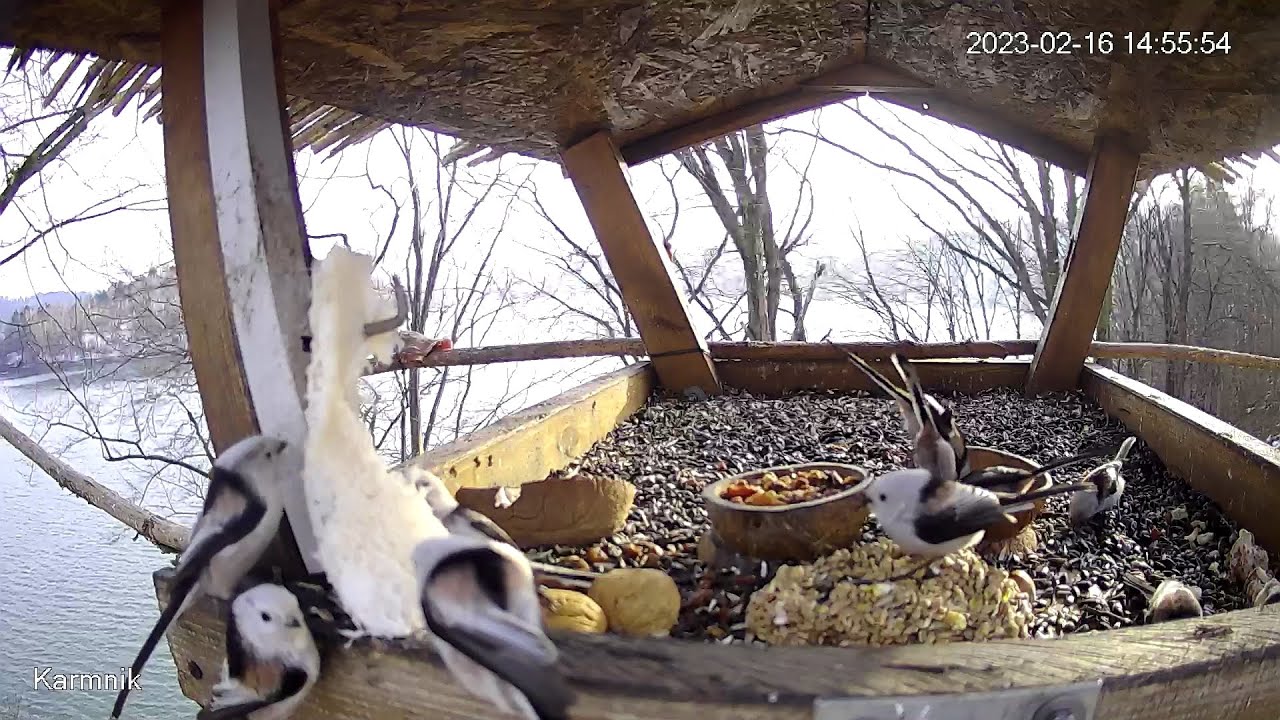 Solińskie ptaki i inne zwierzaki – karmnik na żywo Bieszczady, Jezioro Solińskie, Polańczyk (FullHD)