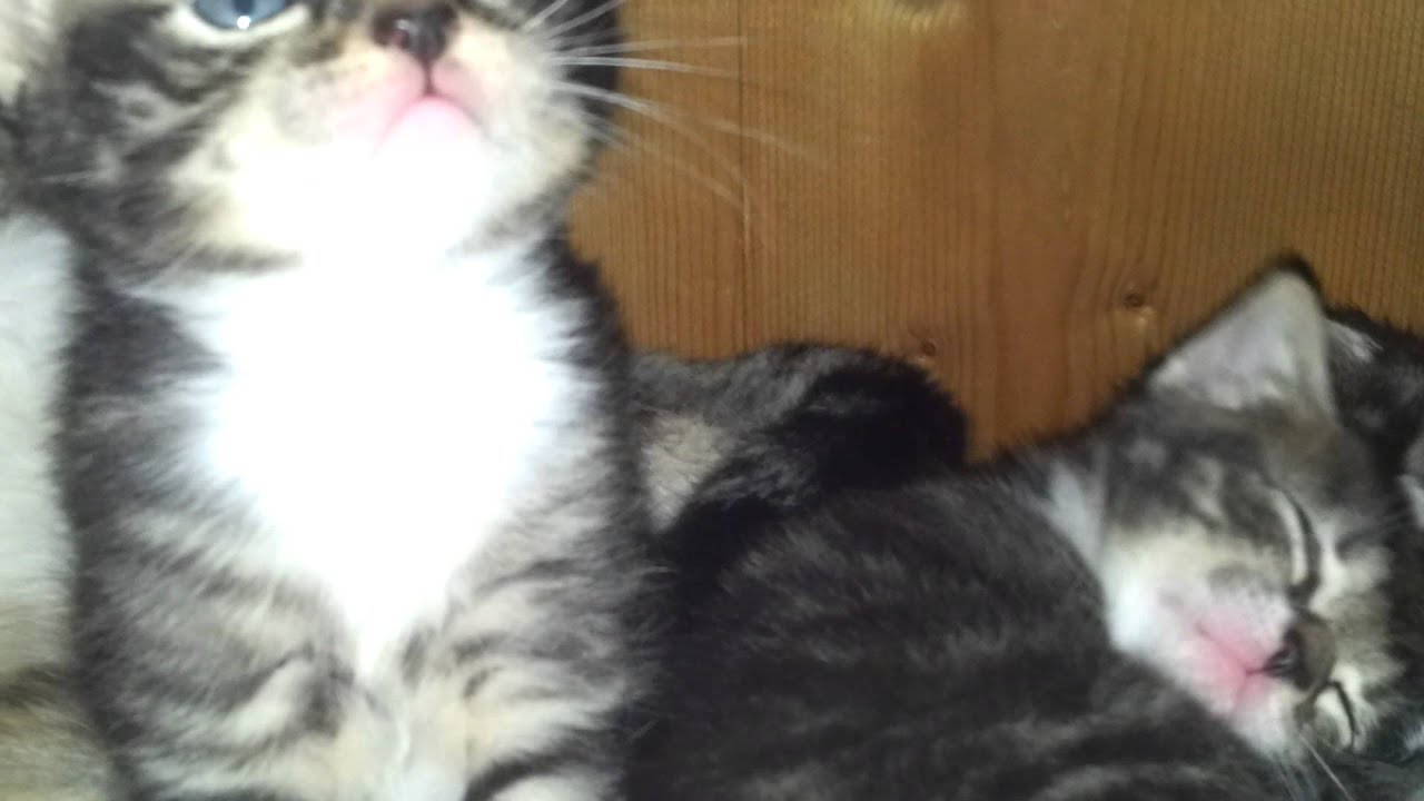 Nestje kittens ♥