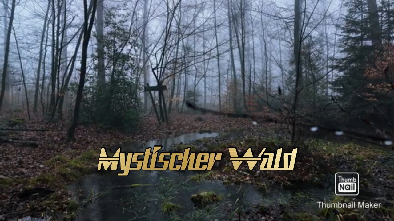 Mystischer Wald - Kleiner Spaziergang zum Biotop