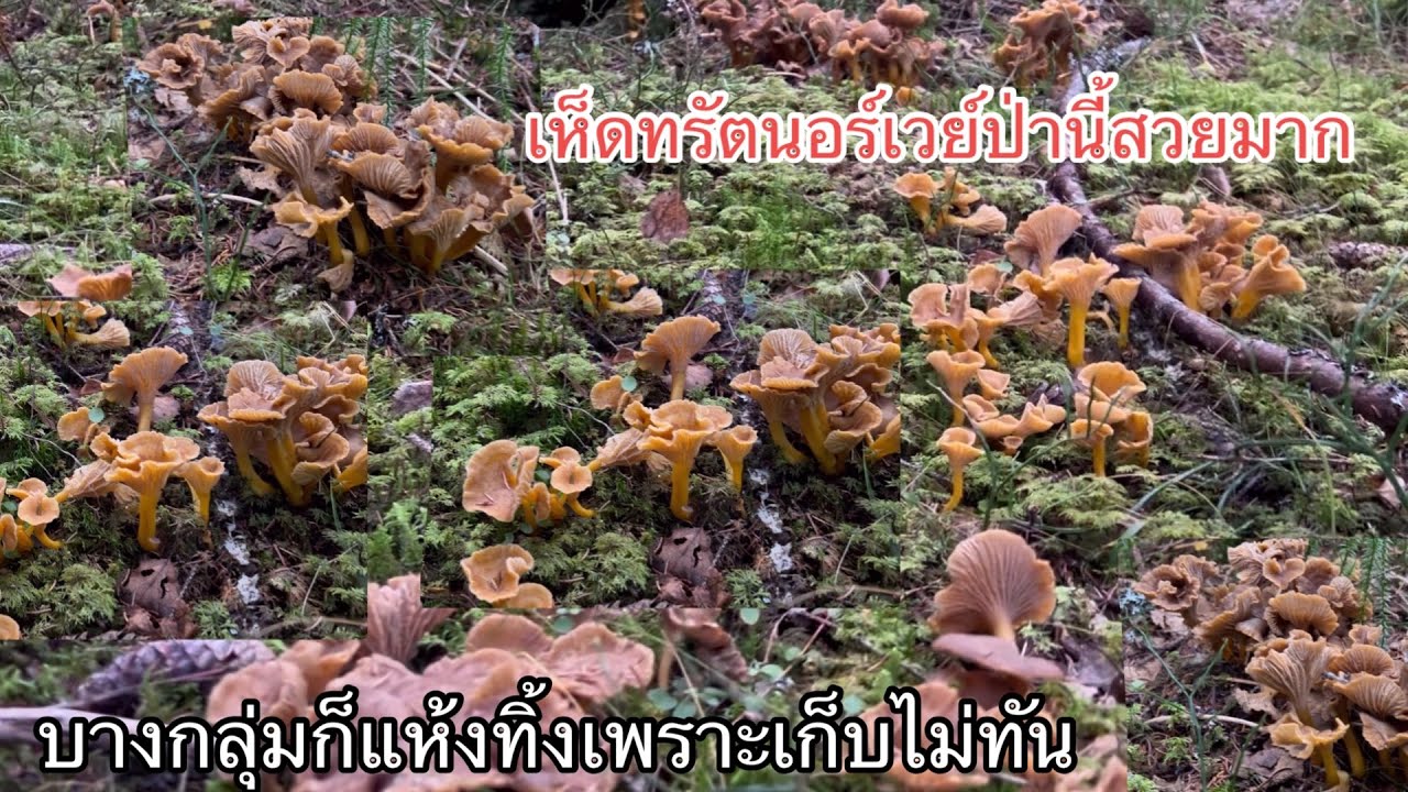 #เห็ดป่านี้เยอะ สวย แต่บางกลุ่มก็แห้งทิ้งเพราะเก็บไม่ทัน