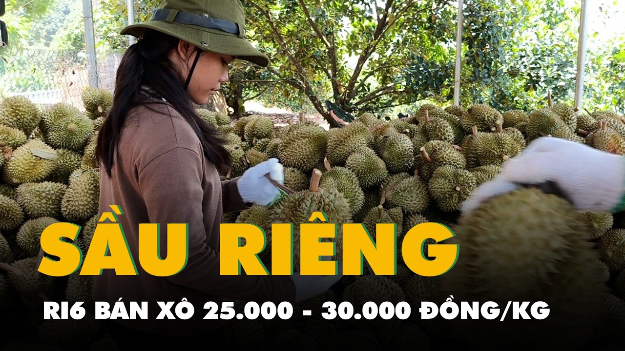 Sầu ri&ecirc;ng Ri6 b&aacute;n x&ocirc; 25.000 - 30.000 đồng/kg, nh&agrave; vườn L&acirc;m Đồng lo mất l&atilde;i