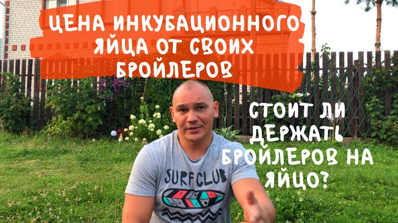 ЦЕНА инкубационного ЯЙЦА от своего бройлера. Рентабельность маточного поголовья бройлера.