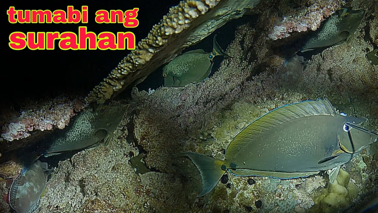ep507 tumabi ang mga surahan sa dating spot night spearfishing Philippines