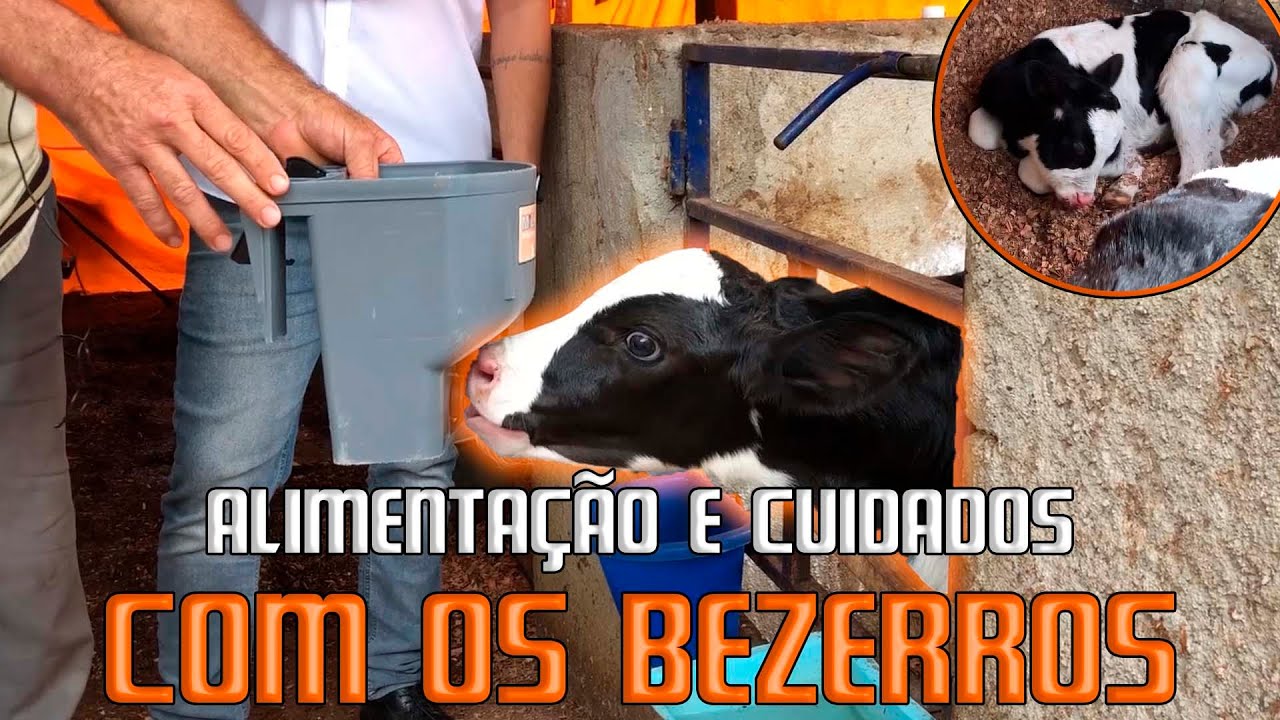 Alimentação e cuidados com os bezerros recém nascidos