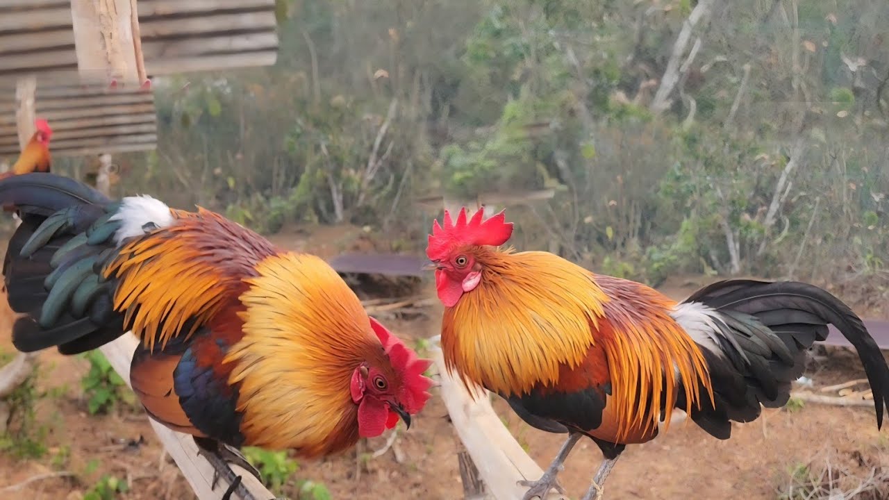 Qaib dib zoo nkauj cuab tuaj zoo 95665396
