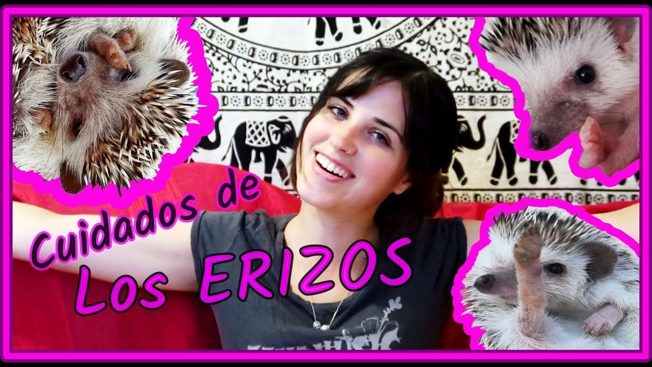 Cuidado de los Erizos de Mascota [ erizo africano pigmeo ]