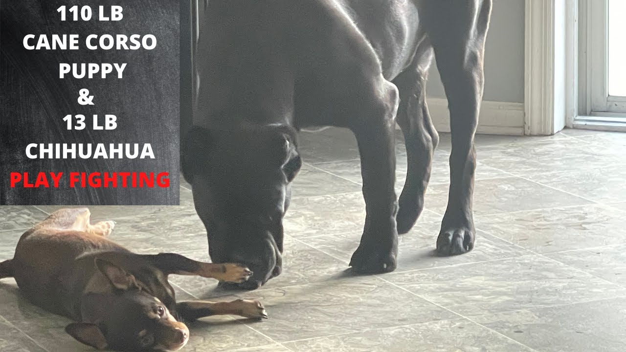 CANE CORSO PLAYING WITH HIS CHIHUAHUA