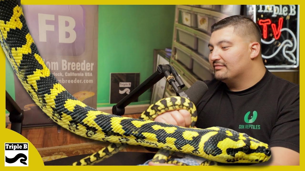 Ridiculously good looking Carpet Python with @SBKReptiles - Triple B Tv Ep.276