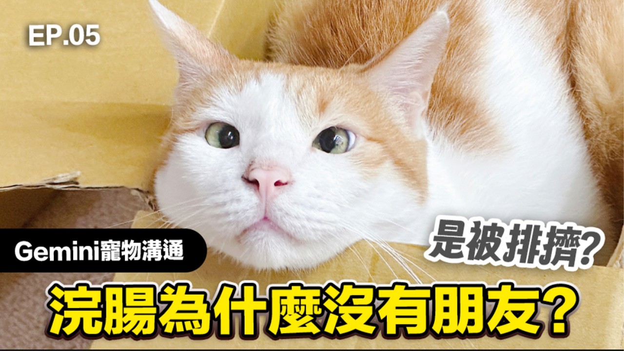 【浣腸為什麼沒有朋友？是被排擠？】 #Gemini寵物溝通 EP.5 志銘與狸貓