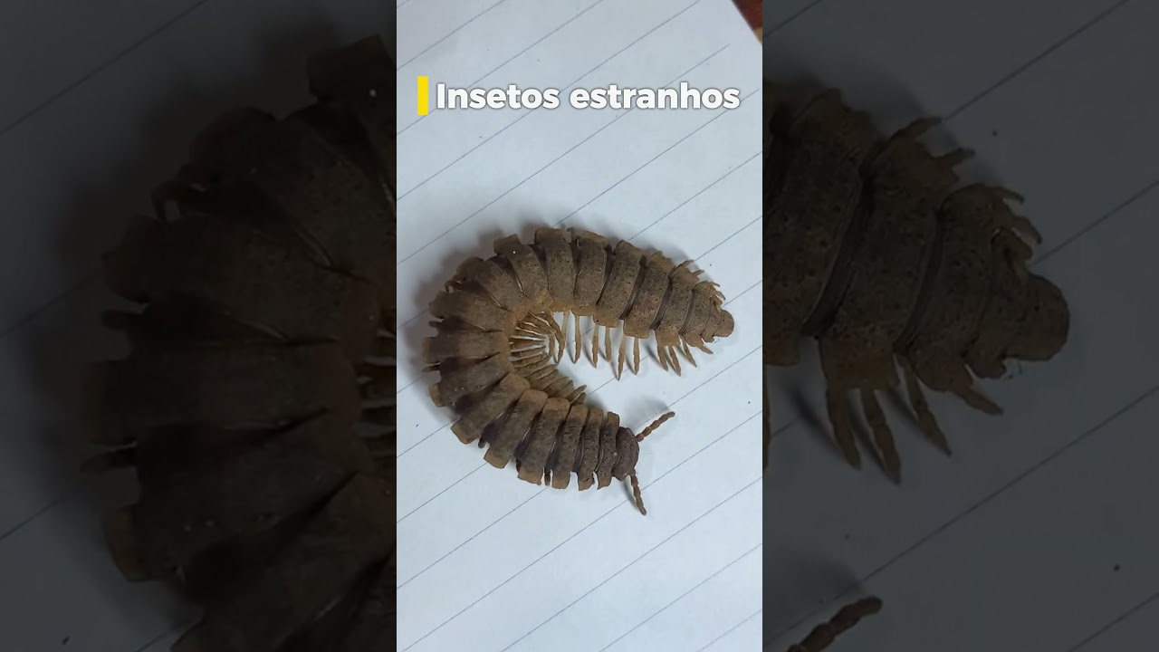 Esses Insetos S&atilde;o Mais Estranhos Do Que Voc&ecirc; Imagina! #InsetosEstranhos  #CuriosidadesAnimais