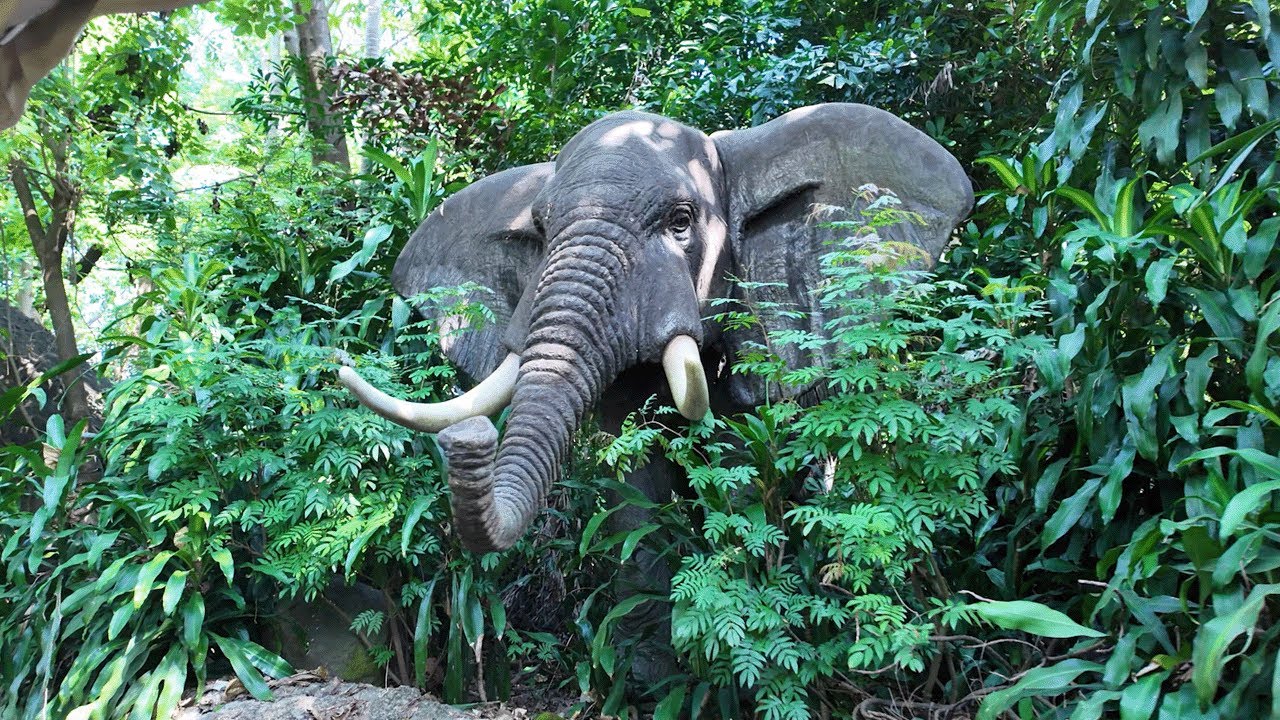 Best version of the Jungle Cruise? Hong Kong Disneyland On-Ride POV!