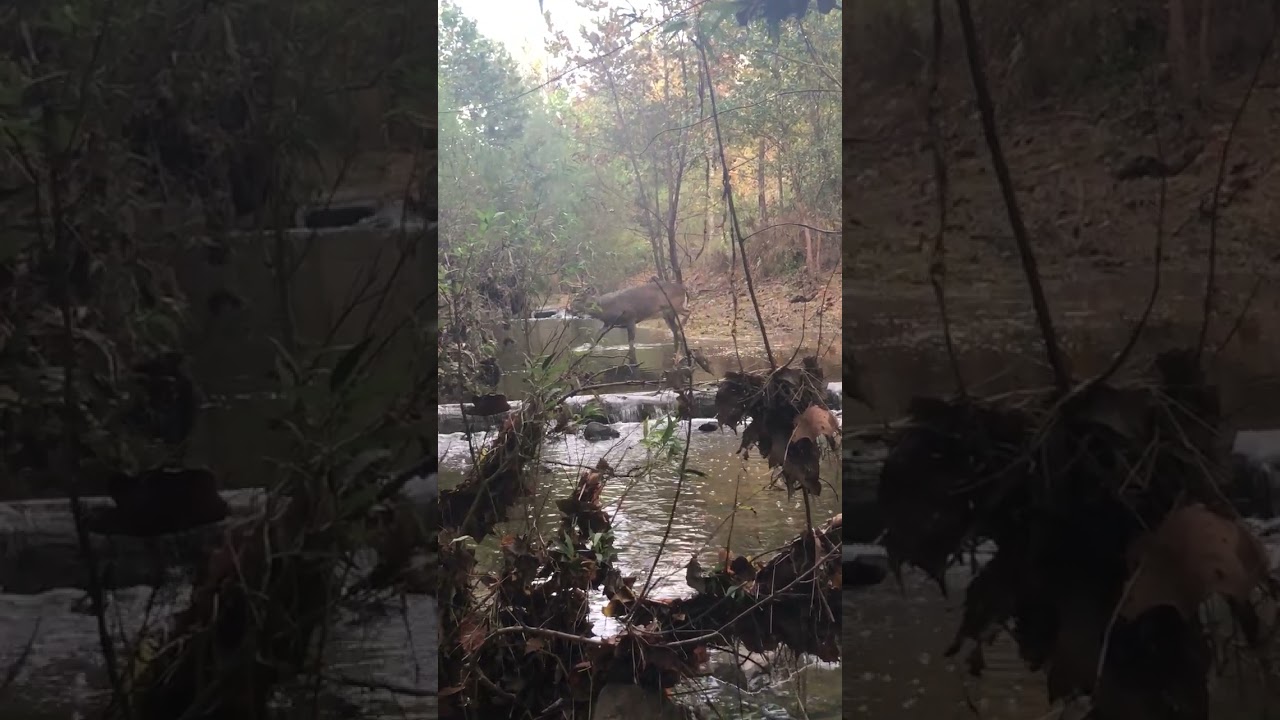 The Outdoors of Northern Virginia | NOVA Parks | 4K Nature Video | Forest | Little Happy Travels
