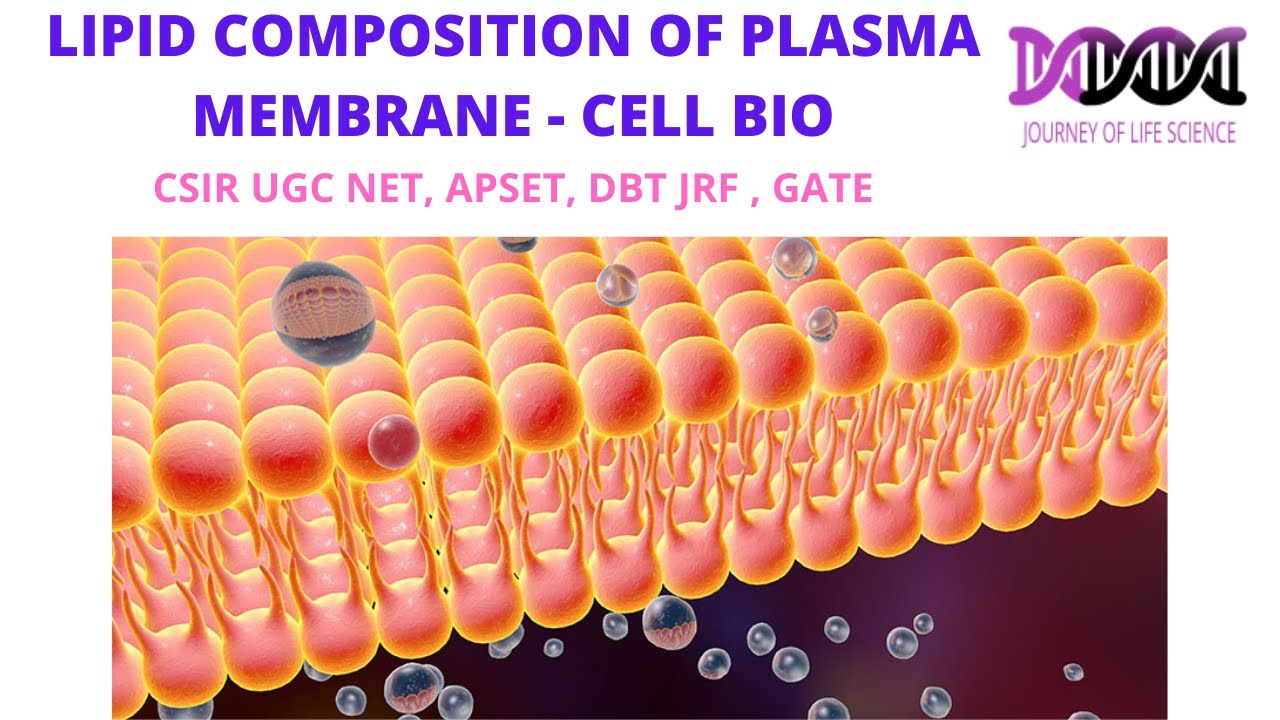 LIPID COMPOSITION OF PLASMA MEMBRANE // APSET // CSIRUGCNET // LIFE SCIENCES // CELL BIO
