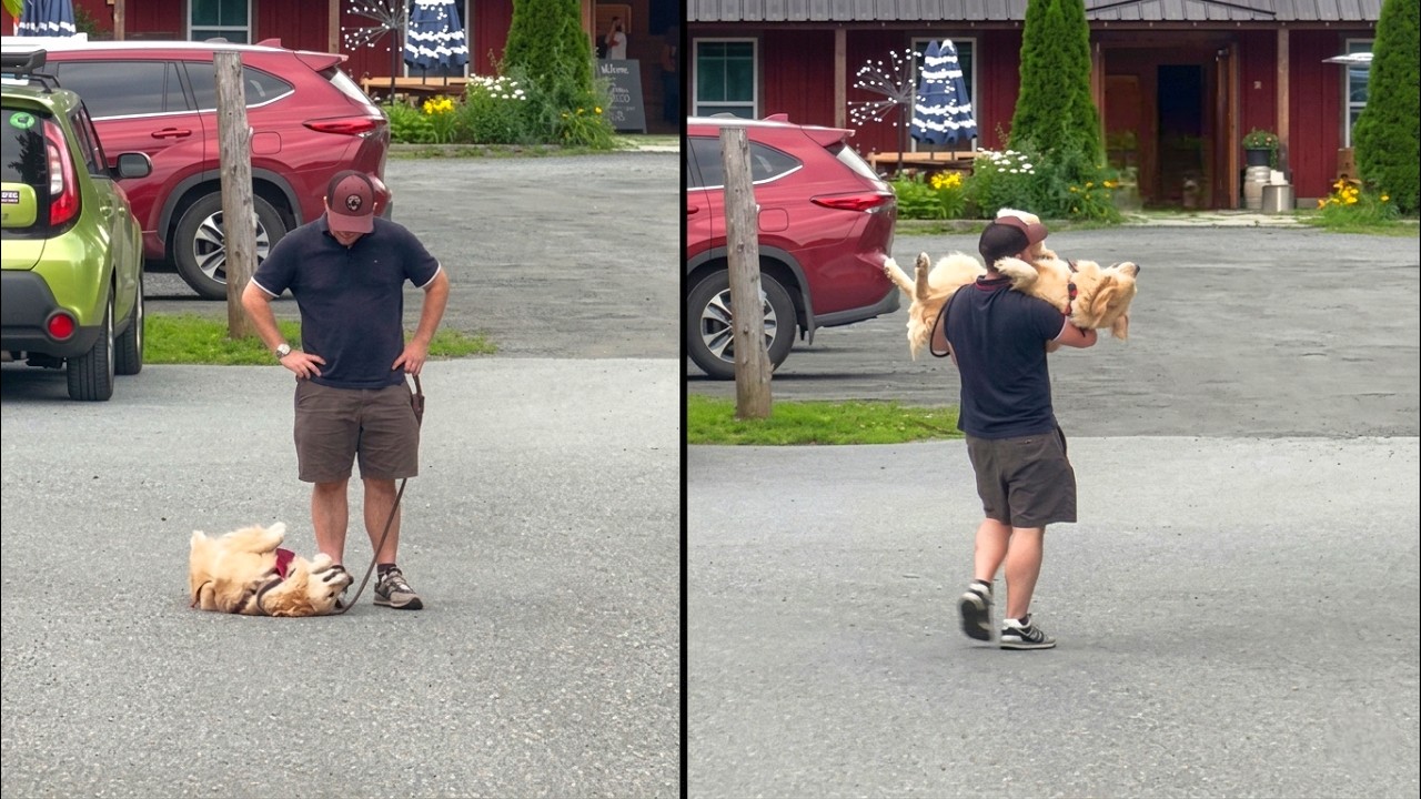 This Golden Retriever Refuses to Leave the Road 😂