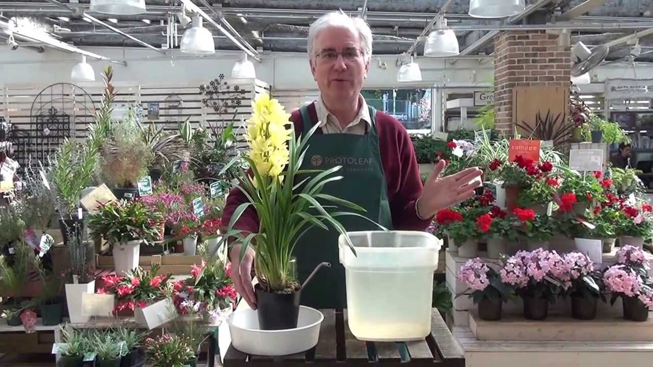 How to Care for Cymbidium Orchids from Protoleaf Channel