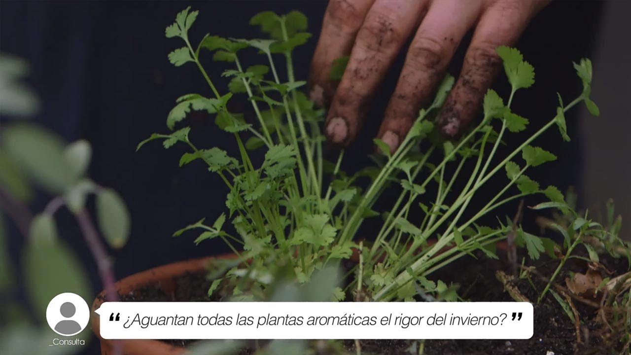 &iquest;Aguantan todas las plantas arom&aacute;ticas el rigor del invierno? - Briconsulta - Jardinatis