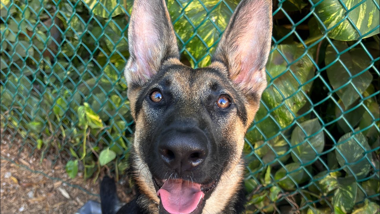 Leia | German Shepherd 