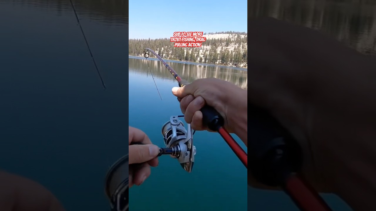 The sound of drag on a spinning reel 