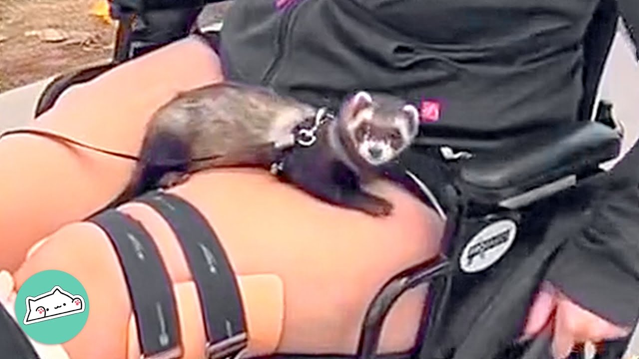 Ferret Clings Onto His Human Through Thick And Thin | Adventure Buddies