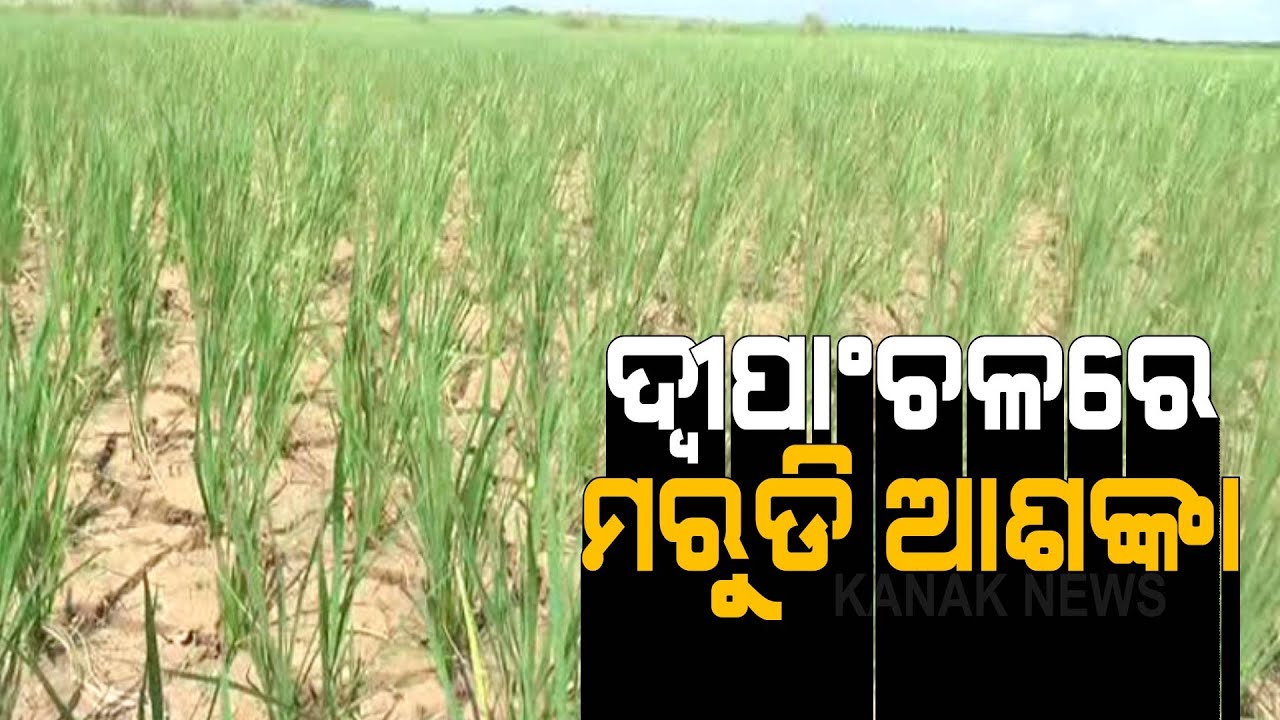 Cuttack: Farmers Worried About Drought Situation