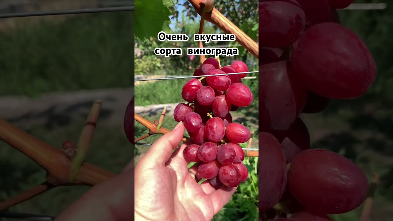 Вкусные сорта винограда
