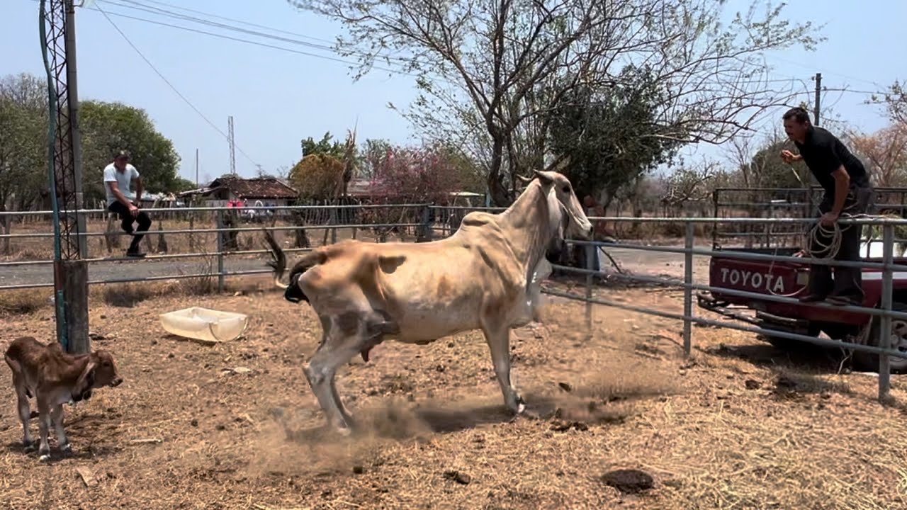 Vaca brava,,se le fue encima a David