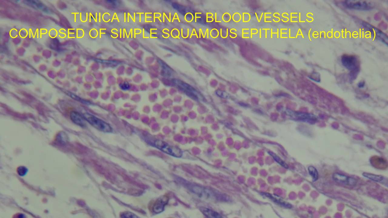 ENDOTHELIA IN THE TUNICA INTERNA OF BLOOD VESSELS