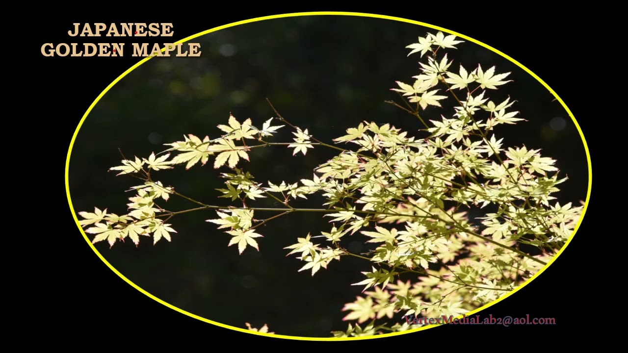 PhotoArt #2241 Hakone Japanese Garden