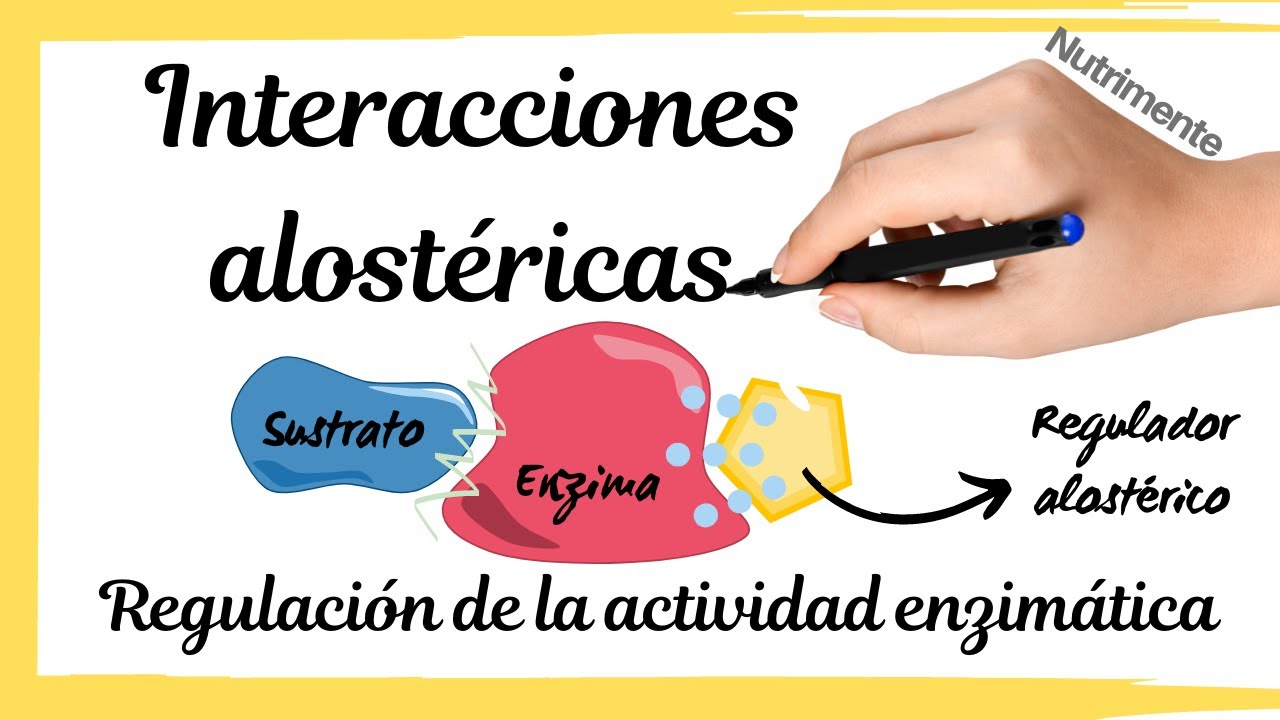 REGULACI&Oacute;N de la actividad enzim&aacute;tica [INTERACCIONES ALOST&Eacute;RICAS]