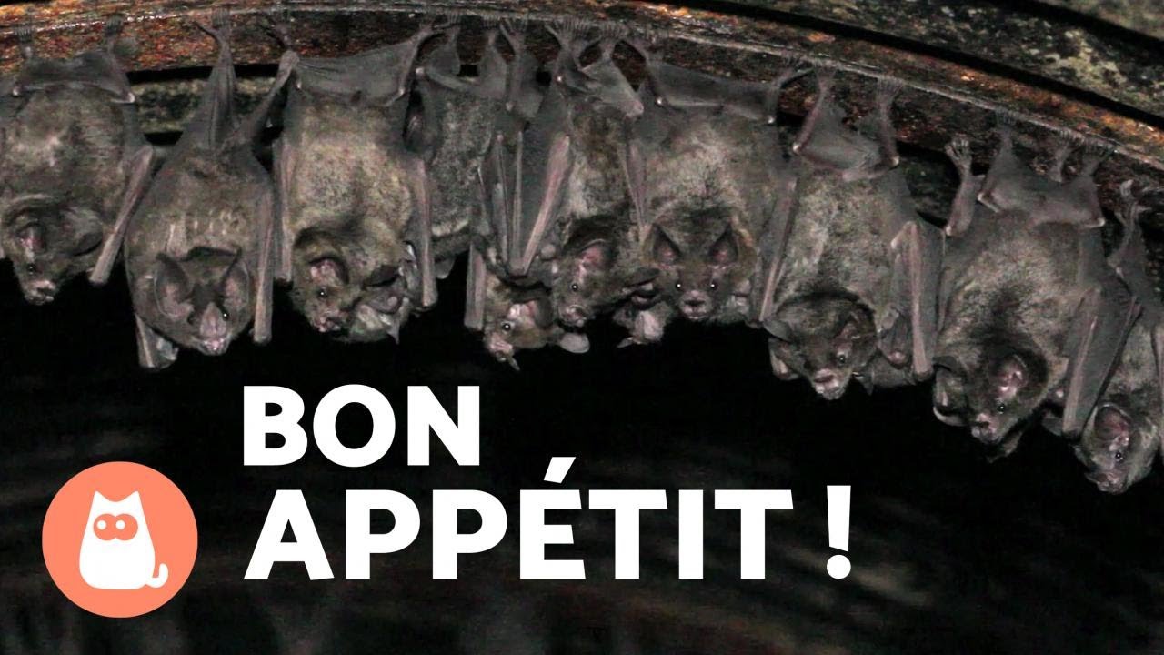 Que MANGENT les CHAUVES-SOURIS ? 🦇