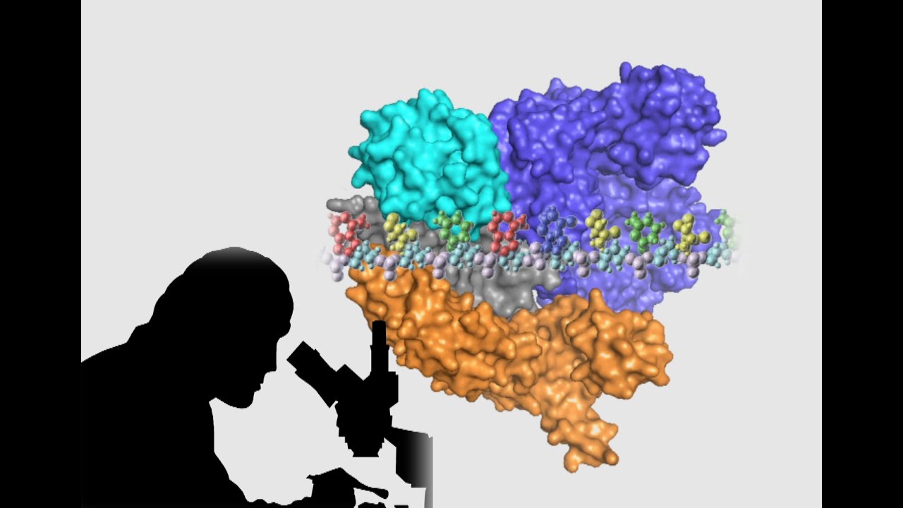 How research on bacterial immune systems led to CRISPR