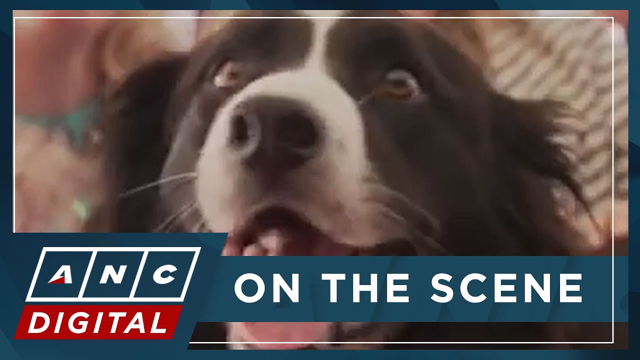 And the best canine actor goes to... 'Anatomy of a Fall' border collie 'Messi'! | ANC