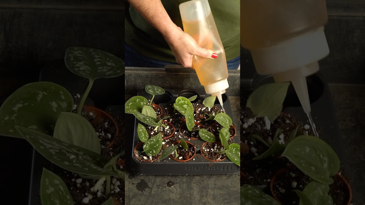 Cómo propagar un Scindapsus Pictus