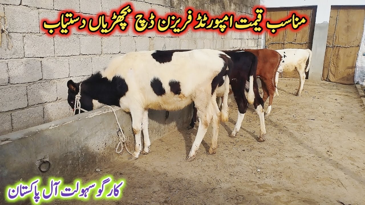 مناسب قیمت امپورٹڈ فریزن ڈچ بچھڑیاں دستیاب لوکیشن گوندل منڈی کارگو سہولت آل پاکستان!#cow #farming 