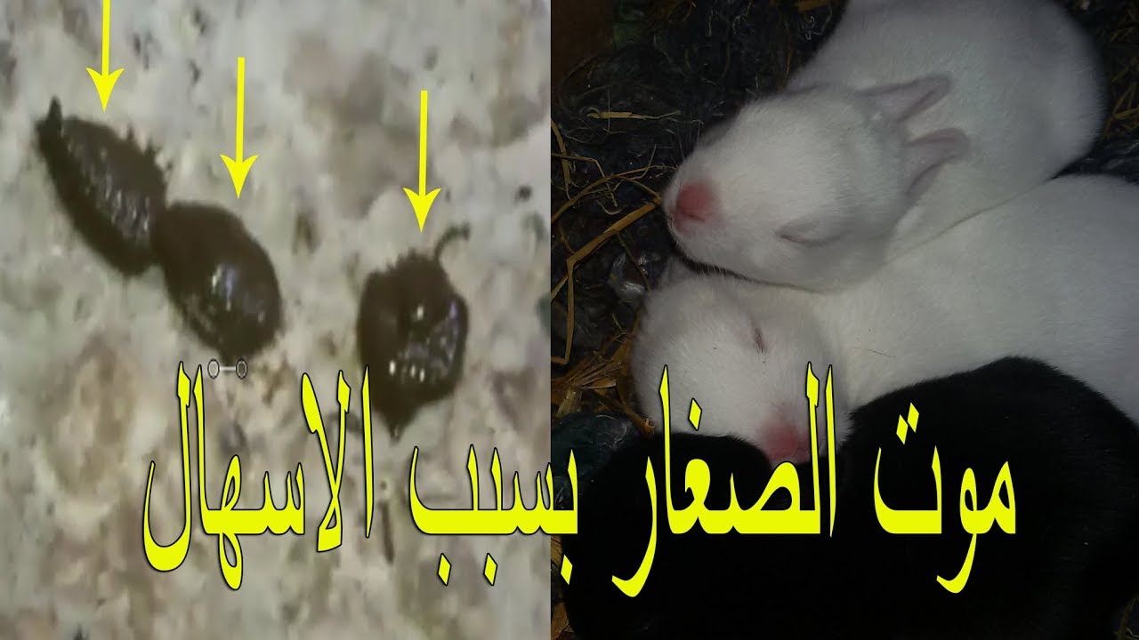 الاسهال من اسباب موت صغار الارنب العلاج والوقايه