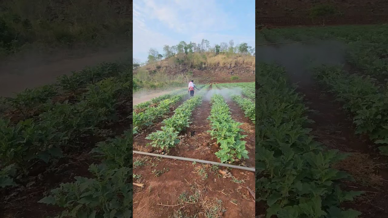 foliar spray for eggplant