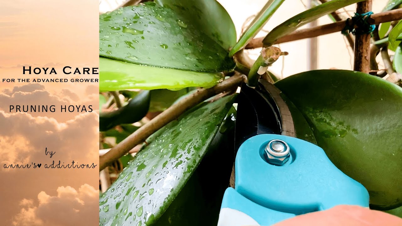 Hoya care for the advanced grower | Pruning hoyas