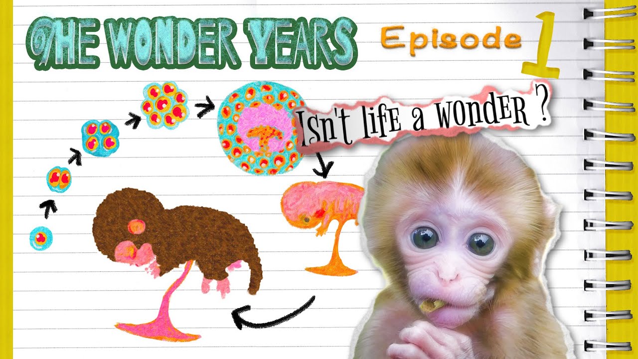 The Wonder Years : Episode 1 - The Journey Begins